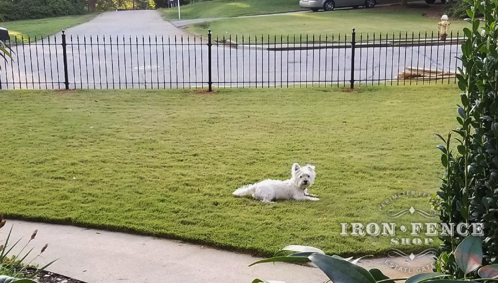 3ft Tall Iron Fence Front Yard Enclosure for a Small Dog Classic Style Stronghold Iron Iron Fence Shop
