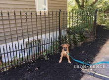 4ft Tall Puppy Picket Style Iron Fence in Traditional Grade