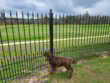Stronghold Iron Fence in Puppy Picket Style