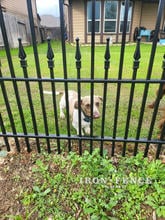 Iron Fence with Puppy Pickets to Keep Small Dogs In
